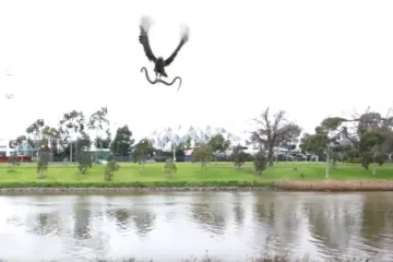 Obiteljsko druženje prekinuo sokol koji je bacio živu zmiju na roštilj