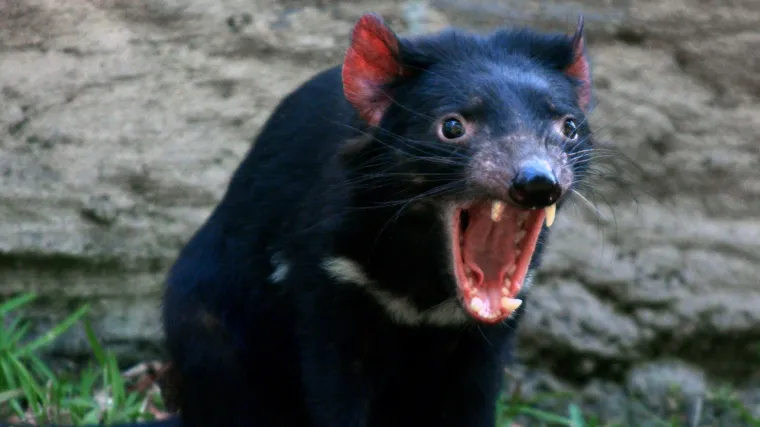 Revolucionarno: u borbi s rakom tasmanski vragovi evoluiraju pred očima znanstvenika!
