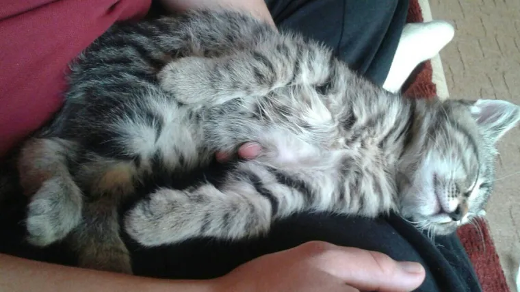 Prugica vas može satima prikovati za stolicu