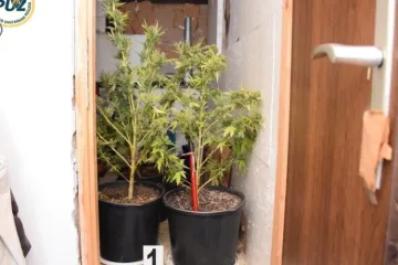 POLICIJA OBJAVILA FOTOGRAFIJE: Ovo je velika plantaža marihuane koja je rasla na krovu u centru grada
