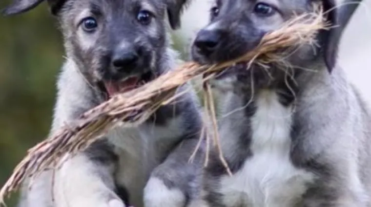 Dvostruko veselje: u Južnoj Africi rođeni prvi psi blizanci na svijetu