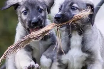 Dvostruko veselje: u Južnoj Africi rođeni prvi psi blizanci na svijetu