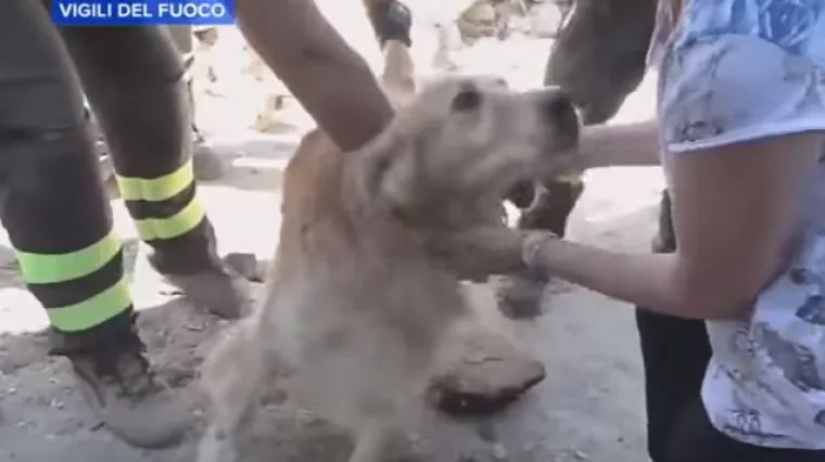 Čudo u Amatriceu: nakon deset dana iz ru&scaron;evina izvukli živog i zdravog psa