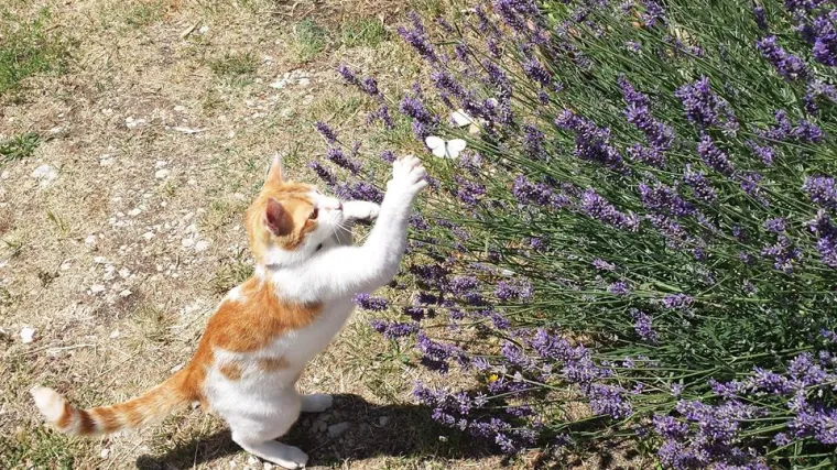 Od Gricka se ne možete sakriti - sve i da želite