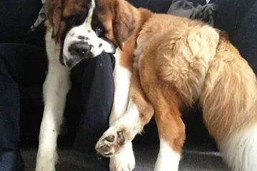 Urnebesne dogodovštine divovskih kućnih ljubimaca