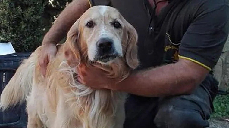 Pravo čudo u Italiji: pas spa&scaron;en iz ru&scaron;evina razornog potresa punih devet dana nakon tragedije!