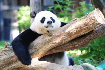 Velika panda više nije ugrožena vrsta, sada je 'samo' ranjiva