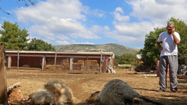 Divlji psi mu ponovo zaklali ovce, u znak protesta želi ostatak stada odvesti na &scaron;ibenski glavni trg