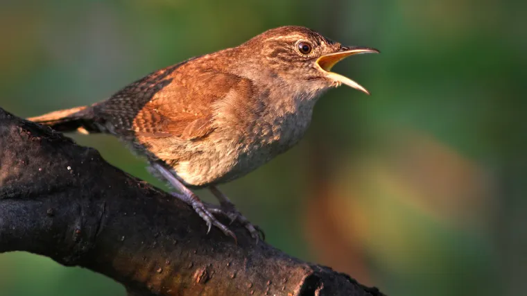 Jesu li sve ptice pjevice porijeklom iz Australije?