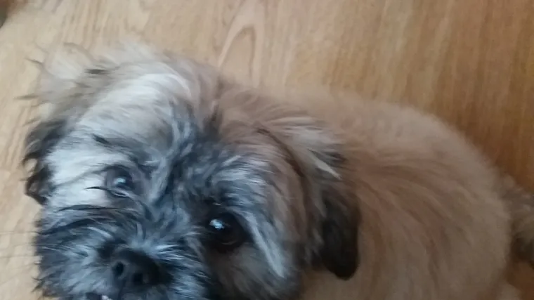 Ova ljepotica se često popne navrh glave, ali nitko se ne buni