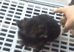 Kako podvaliti prijatelju