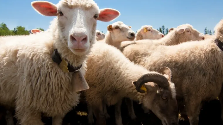 Ni ovčarstvo im nije strano: njemački policajci čuvali ovce cijelu noć