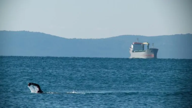 Mu&scaron;karac nakon svađe s djevojkom skočio s broda i oti&scaron;ao kući plivajući!