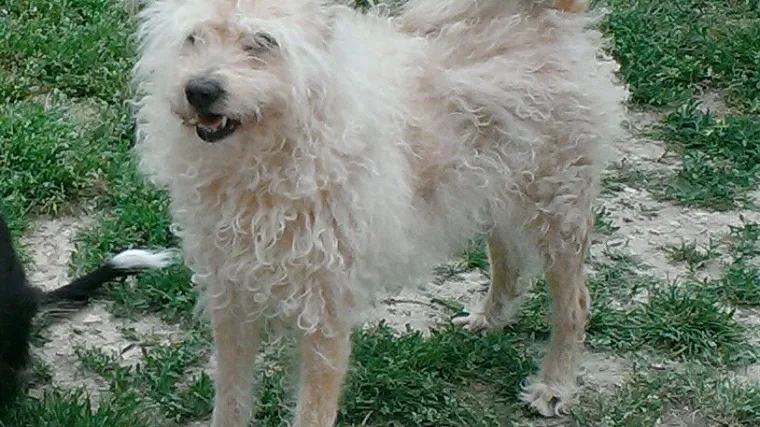 Kad mislite da je va&scaron;a kosa neposlu&scaron;na, sjetite se samo ovog frajera