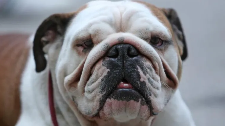 Vezivanje pasa će se zabraniti, ali ne i usmrćivanje