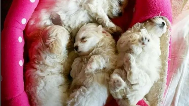 Ima li &scaron;to ljep&scaron;e od psića? Da, tri psića...