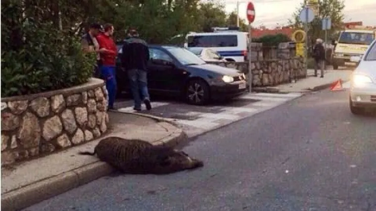 Vi&scaron;kovo: U srazu vozila i divlje svinje kraći kraj izvukla nesretna životinja
