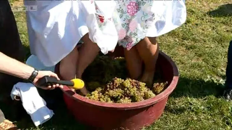 Naš reporter posjetio jaskansku berbu grožđa: pomoći je došao i Ivica Kirin - glavom i bradom
