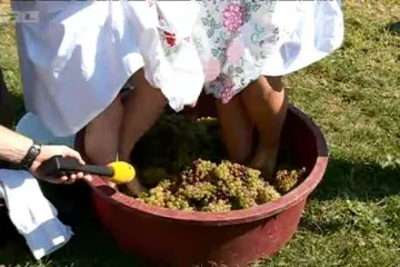 Naš reporter posjetio jaskansku berbu grožđa: pomoći je došao i Ivica Kirin - glavom i bradom