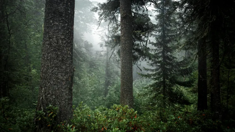 Dječačić pronađen živ i zdrav nakon tri dana provedenih među zvijerima u sibirskoj tajgi