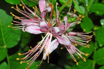 Moćna vilin-biljka štiti od bolesti, liječi bubrege, smiruje menstrualne grčeve...