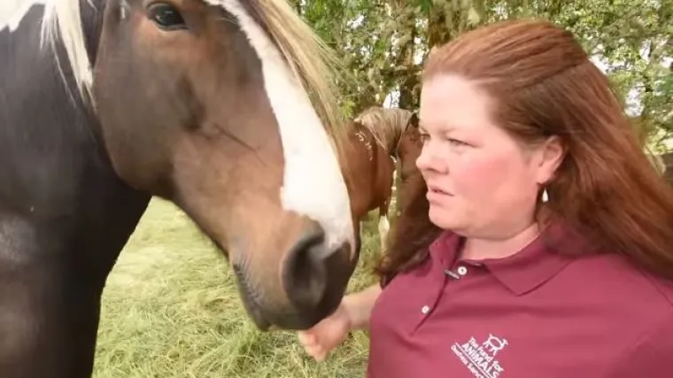 Za samo dva tjedna naučili su konje komunicirati s ljudima