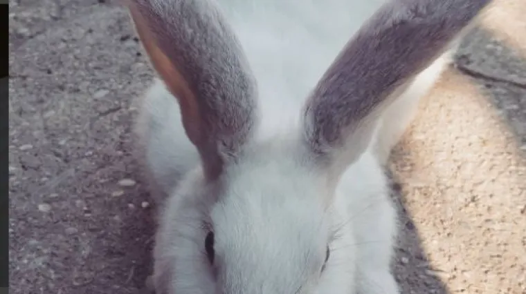 Ovaj zeko je tolika nju&scaron;ka da ga kamera ne može uhvatiti