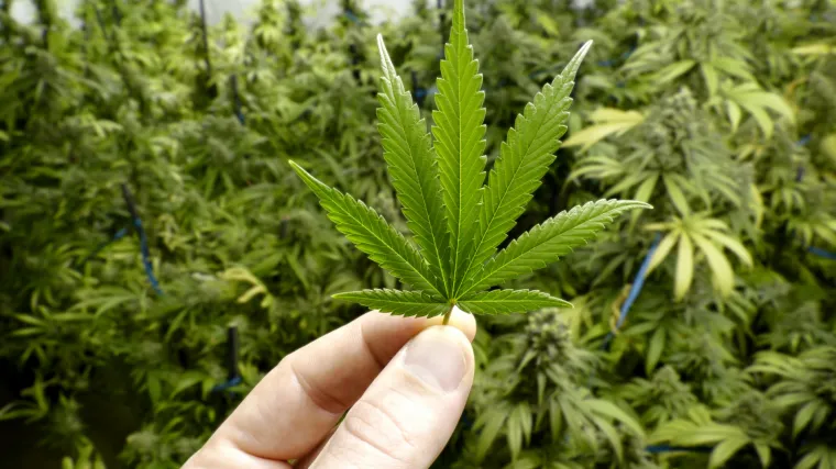 Kod Metkovića otkrivena velika plantaža marihuane, policija zaplijenila ukupno 192 kilograma