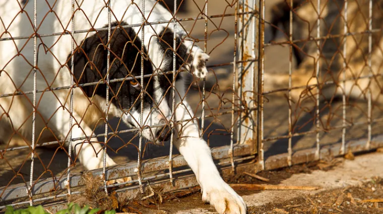Psi iz skloni&scaron;ta odlaze u vrećama, a profiteri masno zarađuju