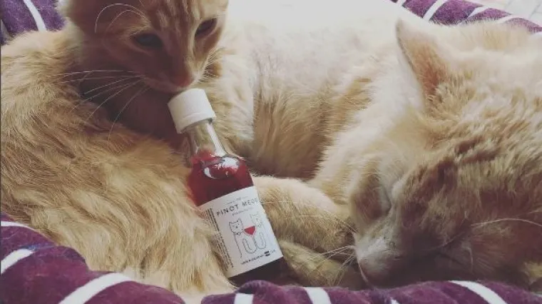 Od sada vino, i to vrhunsko, možete kupovati i svom ljubimcu