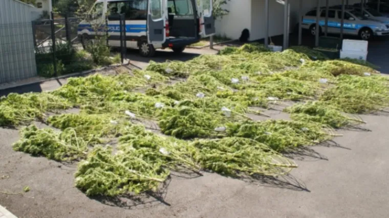U močvari kod Metkovića otkrili golemu plantažu marihuane
