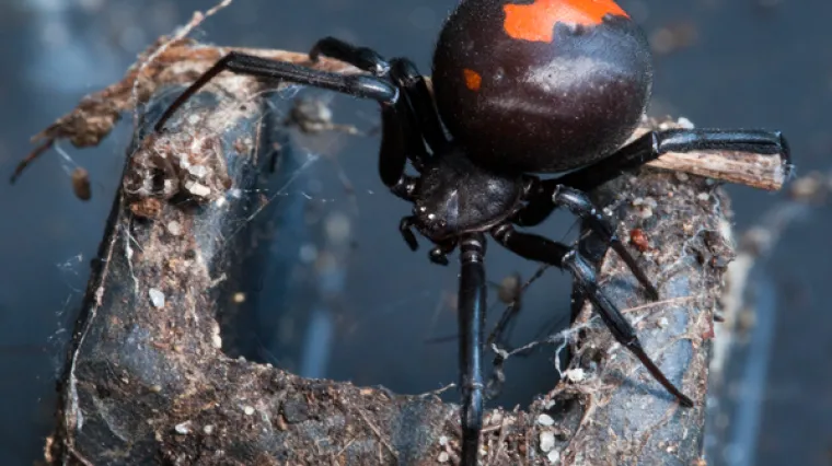 Već drugi put u pet mjeseci otrovni pauk ga ugrizao za penis