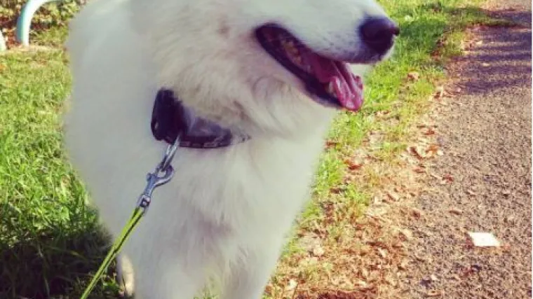 Ne znamo &scaron;to gleda ovaj samojed, ali zna uživati u (psećem) životu