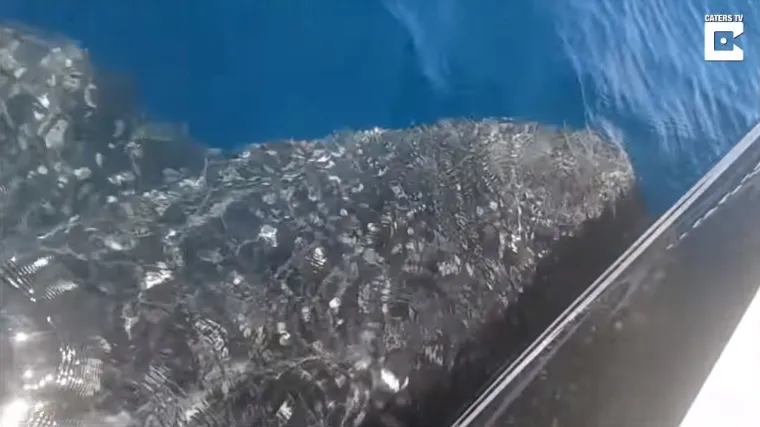 Najveća riba na svijetu doplivala do čamca, kružila deset minuta pa izvela nezamislivo