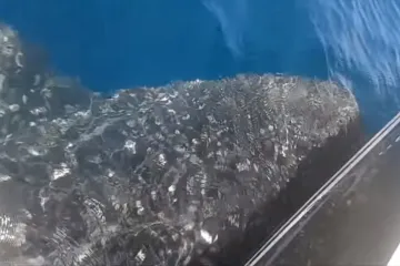 Najveća riba na svijetu doplivala do čamca, kružila deset minuta pa izvela nezamislivo