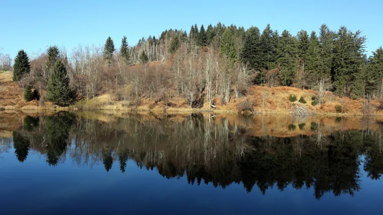 Zbog bube progla&scaron;ena elementarna nepogoda: ugrožene &scaron;ume Gorskog kotara