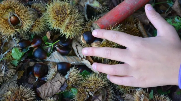 Evo što je prilično pijani lik napravio beračici kestena koju je zatekao u šumi