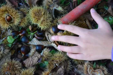Evo što je prilično pijani lik napravio beračici kestena koju je zatekao u šumi