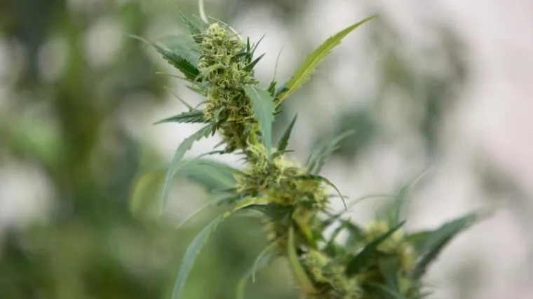 'Mi liječnici smo licemjerni jer ignoriramo učinak marihuane'