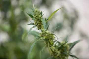 'Mi liječnici smo licemjerni jer ignoriramo učinak marihuane'