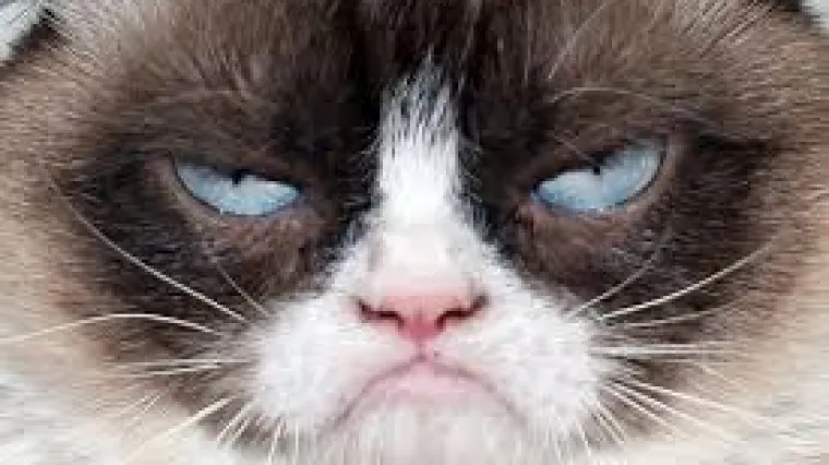 Najslavnija mrka mačka na internetu dobila svoju vo&scaron;tanu figuru i debitirala na Broadwayu