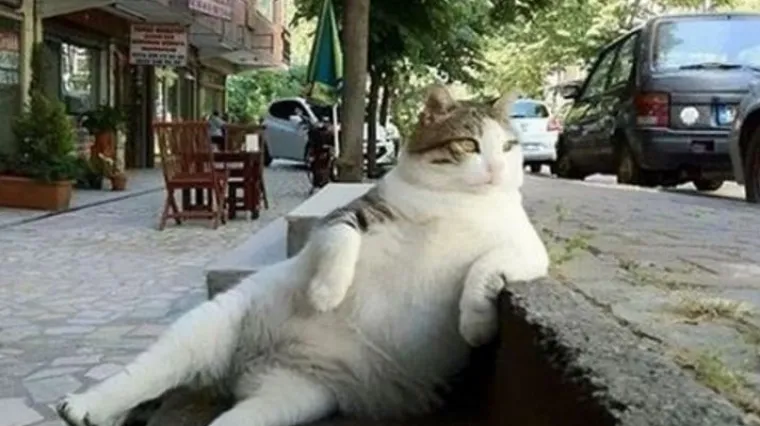 Omiljeni turski mačak dobio spomenik u Istanbulu: postao atrakcija zbog izležavanja