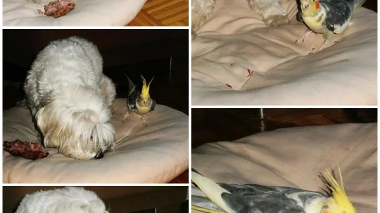 Dvoboj je bio napet do samog kraja, a vidi se da je iskustvo pobijedilo snagu