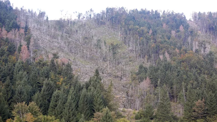 Gorani očekuju brzu reakciju države kako bi se suzbio smrekov potkornjak koji uni&scaron;tava &scaron;ume
