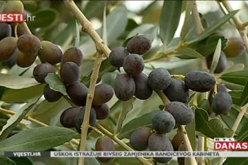 Počela berba na najvećem hrvatskom masliniku: čak 45 tisuća stabala bit će obrano do početka studenog