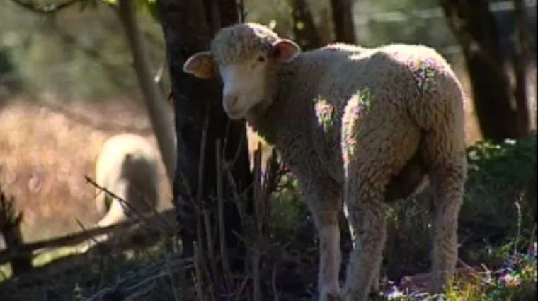 Turski farmer u Lici: seljacima osigurao najveće ovce na svijetu i bespovratna sredstva za uzgoj