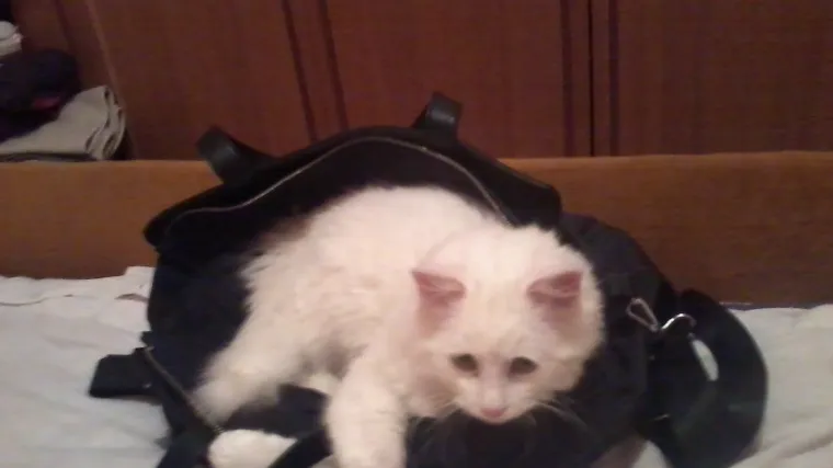 Mikec će vam s uvući pod kožu... i u torbu, i pod vestu a vjerojatno i u džep