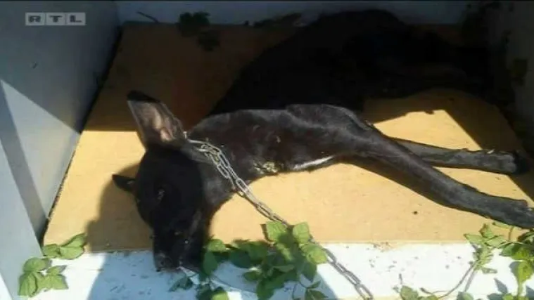 Horor u Zagrebu: u ilegalnom skloni&scaron;tu pronađen kostur psa bez glave i beživotno tijelo jo&scaron; jednog psa!