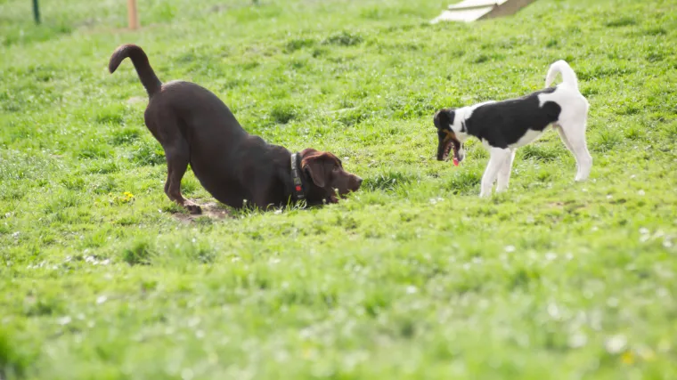Roditelji u strahu: usred Splita u jednom danu otrovana četiri psa, u neposrednoj blizini dva dječja vrtića