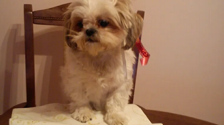 Dugo se polemizira kako preračunati pseće godine, ali nije ni važno...